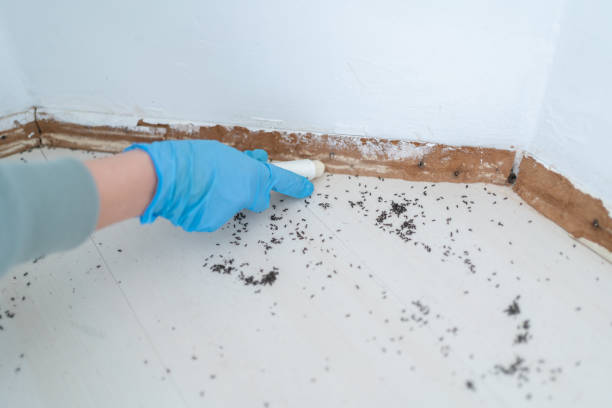 Best Mosquito Control Services  in Welby, CO